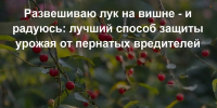 Развешиваю лук на вишне - и хлопаю в ладоши своей гениальности: лучший способ защиты урожая от пернатых вредителей - Prochepetsk.ru