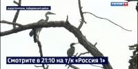 Смотрите в 21:10. Уникальный птичий базар впервые обнаружили учёные Хабаровска: «Это впечатляет!» - ГТРК Дальневосточная
