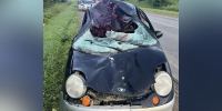 Под Тверью Daewoo Matiz ночью налетел на переходившего дорогу лося - Афанасий-биржа