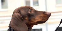 Всё больше компаний внедряют систему под названием «Dog-friendly» - ГТРК Поморье