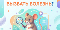 Может ли обычная мышь вызвать болезнь? - Народное слово