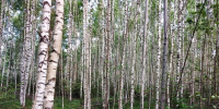 Различные классы пожароопасности установились в нижегородских лесах - Время Н