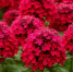 Эффектные многолетники для ленивых огородников: цветут богато целое лето до заморозков и не требуют к себе внимания - Prochepetsk.ru
