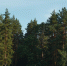 Лес - Bankfax.Ru