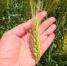 You are viewing the image with filename Image00001.jpg - Самарский ГАУ