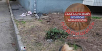 Кошки умирали за считанные минуты: жители Западного сообщили о новом массовом отравлении животных - Bloknot-Rostov.Ru