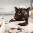 Ветеринар объяснил, почему важно прививать домашних питомцев - ТРК Татарстан-Новый век