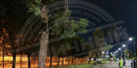 Расправа над бездомной собакой в Адлерском районе Сочи: полиция ищет живодёра - Sochi24.tv