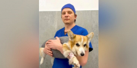 Столичные ветеринары спасли корги с опухолью селезенки размером с кулак - M24.Ru