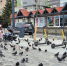 Хабаровчане и приморцы чаще всего пользуются арендой самокатов - CitySakh.Ru