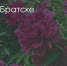 Поделитья во ВКонтакте - Братская Студия Телевидения