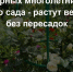 3 шикарных многолетника для ленивого сада - растут весь сезон без пересадок. Не хризантемы и не модные пионы - Prochepetsk.ru