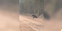 Медведь. Скриншот видео пресс-службы ГУ МВД по региону - Irk.Ru
