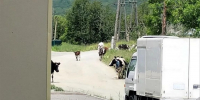 На Сахалине ребенок попал в больницу после нападения коровы: полиция проводит проверку - News.Astv.Ru
