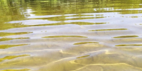 На Котовском водохранилище спасли тонущего мужчину - OnlineTambov.Ru