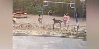В воронежском микрорайоне Боровое собака напала на ребенка - РИА Воронеж