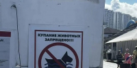 На пляжи Новороссийска приводят собак. Так можно? - Газета Новороссийский рабочий