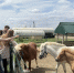 Первый этнотур телеканала «СвоёТВ» стартовал с участием блогеров на Ставрополье - Телеканал СвоёТВ