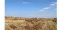 В Башкирии созрела первая культура, началась уборка - Башинформ