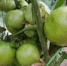 2 ложки на 8 л - розы цветут по второму кругу: как вносить в июле - ИА Eaomedia.Ru