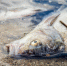 Почему репутацию пляжа в Южной Озереевке под Новороссийском уже не восстановить? - LiveKuban.Ru
