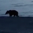 Медведь пришёл к отдыхающим на море сахалинцам - News.Astv.Ru