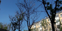 Главный научный сотрудник РАН Наталья Карпун назвала основные причины усыхания деревьев в Южно-Сахалинске - Администрация г.Южно-Сахалинск