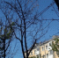 Главный научный сотрудник РАН Наталья Карпун назвала причины усыхания деревьев в Южно-Сахалинске - News.Astv.Ru