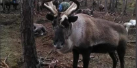 В Приамурье ветеринары «догнали» более 2 200 северных оленей, чтобы сделать им прививку - Asn24.Ru