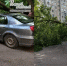 В Первомайском районе Ростова дерево упало на машину - DonDay.Ru