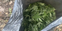В Черногорске задержан обкуренный гражданин с пакетом марихуаны - Газета Хакасия