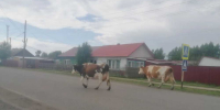 В Республике Алтай задержали грузовик с 44 коровами без документов - 1-LINE
