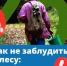 На прошлой неделе в лесах Вологодской области заблудились 8 человек. - Великоустюгский муниципальный округ