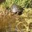 Фото: t.me/minleshozpenza - Penza-Post.Ru