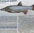 Загадочная «незнакомка» из Ивановки: амурчанка выловила рыбу, которую не опознали даже заядлые рыбаки (ФОТО) - Asn24.Ru