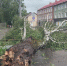 Подтопления, упавшие деревья, отсутствие света: сводка происшествий на 8.00 - NewKaliningrad.Ru