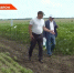 Наука на открытом воздухе: экспериментальный полигон в Татарстане стал центром аграрных инноваций - ТРК Татарстан-Новый век