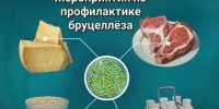 Памятка для населения по профилактике бруцеллеза - Енотаевский муниципальный округ