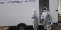 В Ярославской области пережили бешенство - YarCube.Ru