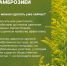 Амброзия — один из самых опасных карантинных сорняков - Администрация Ейского района