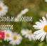 8 июля - День семьи, любви и верности - Город Мурманск