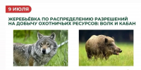 Жеребьёвки разрешений на добычу волка и кабана пройдут 9 июля - Госохотдепартамент Тюменской области
