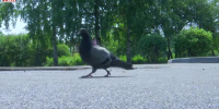 Видео - ТВН