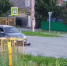 Под Тюменью водитель переехал собаку и даже не остановился, чтобы помочь - MegaTyumen.Ru