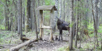 Семейные кадры с фотоловушек - Центр природопользования и охраны окружающей среды