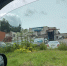 В Боровском районе разрастается борщевик - Калужский перекрёсток