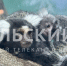 В тульском экзотариуме показали новорожденных игрунок - ТК Первый Тульский