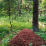 Краеведческий поход на Волковское болото пройдет 11 июля - Городской округ Одинцово