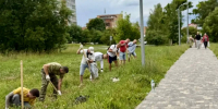В Обнинске высаживают новую аллею - Телерадиокомпания Ника