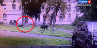 В Красногвардейском районе собака набросилась на маленькую девочку - ГТРК Санкт-Петербург